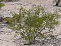 Jeune plant de créosotier.