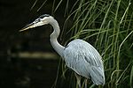 A slate-gray/blue bird with a long neck stands before a palm