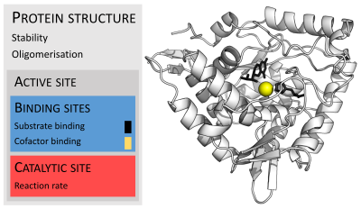 Ribbon diagram of phenylalanine hydroxylase with bound cofactor, coenzyme and substrate