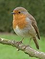 European robin Erithacus rubecula