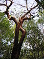 Almácigo (Bursera simaruba)