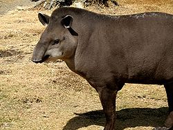 Бразильський тапір, (Tapirus terrestris)