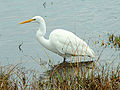 Great egret Ardea alba