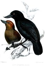 Thumbnail for Recurve-billed bushbird