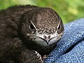 Common swift Apus apus