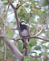 Spanish sparrow Passer hispaniolensis