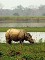 Indian rhinoceros