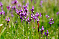 Linaria canadensis Nuttallanthus canadensis