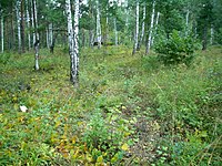 Montanregion der prähistorischen Gewinnung von gebändertem Feuerstein