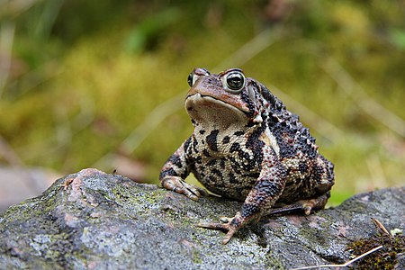 Bufo americanus (American Toad)