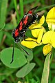 Zygaena filipendulae (Zygaeninae)