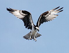 Un Balbuzard pêcheur (Pandion haliaetus)