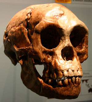 Kranio de H. floresiensis