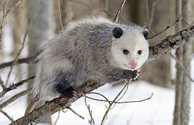 Виргинский опоссум (Didelphis virginiana)