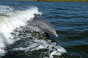 Granda delfeno Tursiops truncatus