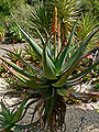 Aloe africana (Uitenhage aloe)