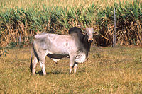 A zebu with a large dewlap.