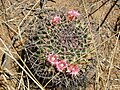 Mammillaria carnea kaktusz