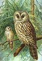 Ural owl Strix uralensis