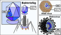 A vírusok szerkezete