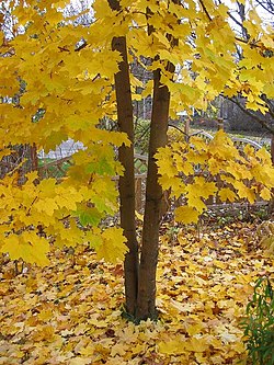 Metsävaahtera syysvärissään