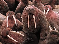 Walruses