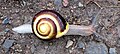 Cepaea hortensis