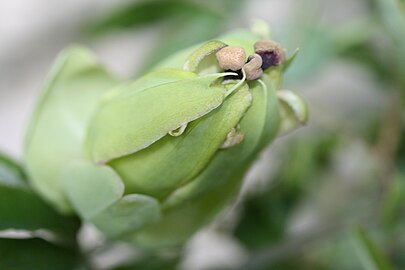 Bud of the passion flower