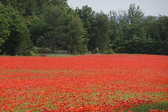 Getreidefeld mit Klatschmohn (Papaver rhoeas) in der Provence