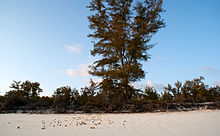 A beach on Juan de Nova Island.