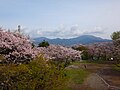 弘法山からの大山