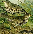 Mistle thrush Turdus viscivorus