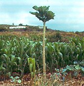 A small tree with large leaves