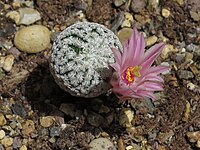 Mammillaria pectinifera