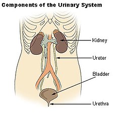 Urinestelsel