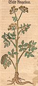 Wild Angelica dans le Kreüterbuch de Jérôme Bock, 1546 (possiblement peinte par David Kandel).