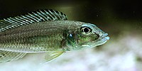 Reganochromis calliorus