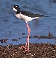 Black-winged stilt Himantopus himantopus