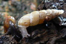 Normal (left) and albinistic (right) forms of the land snail Pseudofusulus varians. Note that in the albino both the body and the shell are lacking the normal pigmentation.