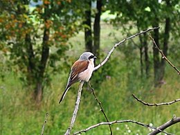 Paprastoji medšarkė (Lanius collurio)