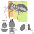 Syntermes aculeosus worker, imago, and soldier illustrated along with mandibles and corresponding anatomical terminology.