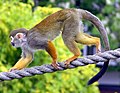 Common squirrel monkey Saimiri sciureus in Bristol Zoo, England