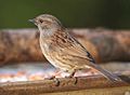 Dunnock Prunella modularis