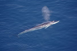 Un Rorqual commun (Balaenoptera physalus)