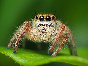 Immature phidippus by Ryan Kaldari