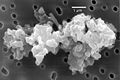 Image 78Porous chondrite dust particle (from Cosmic dust)