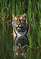 A Tiger in water