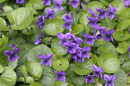 Sweet violet flowers.