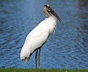 white stork