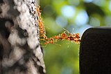 Ants cross chasm via body bridge